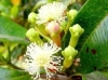 Đinh hương