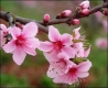 Hoa đào