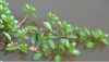 Rau dừa nước