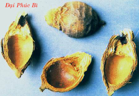 ĐẠI PHÚC BÌ    大 腹 皮