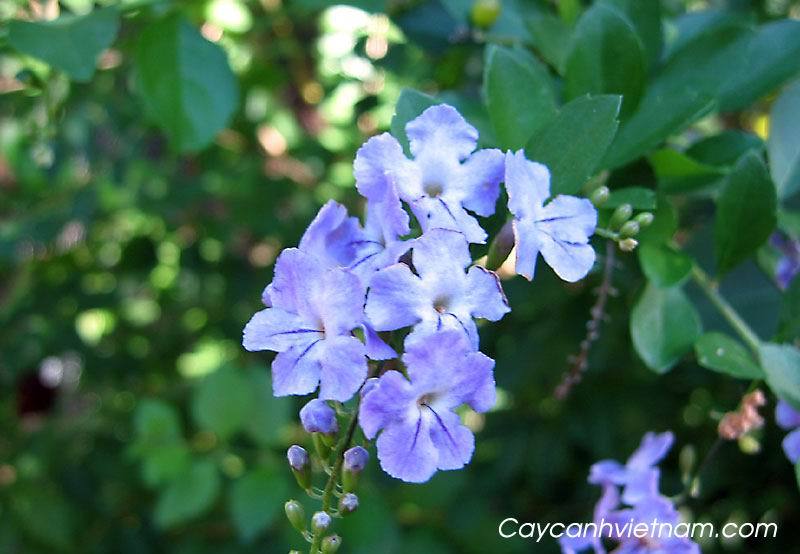 ĐẠI HOA LÃO NHA CHỦY   代 花 老 鴉  嘴