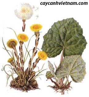 KHOẢN ĐÔNG HOA   款 冬 花