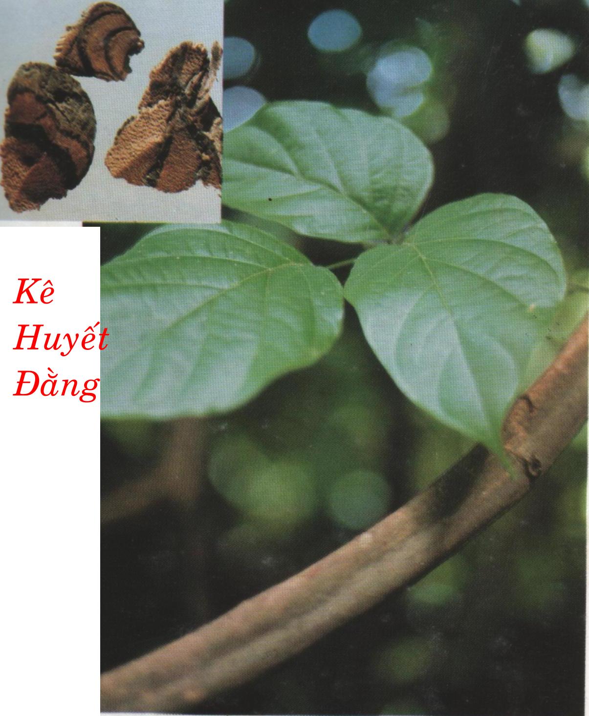 KÊ HUYẾT ĐẰNG   雞 血 藤