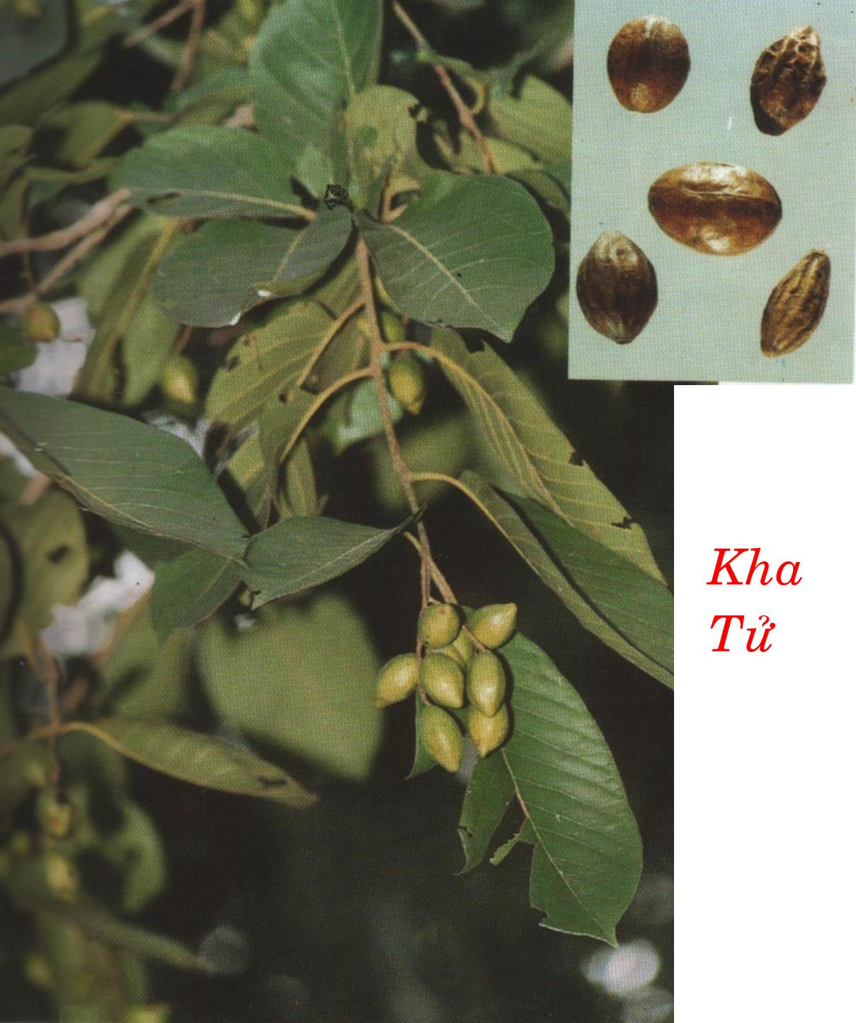 KHA  TỬ   訶 子