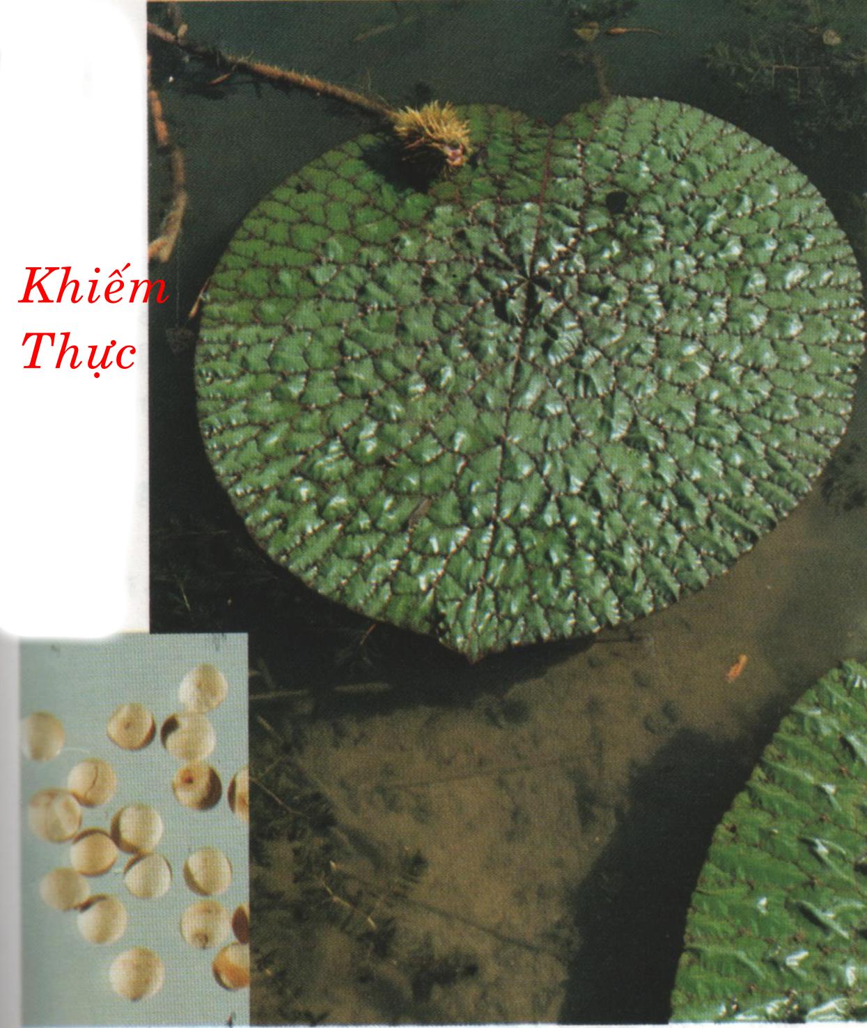 KHIẾM THỰC  芡 實