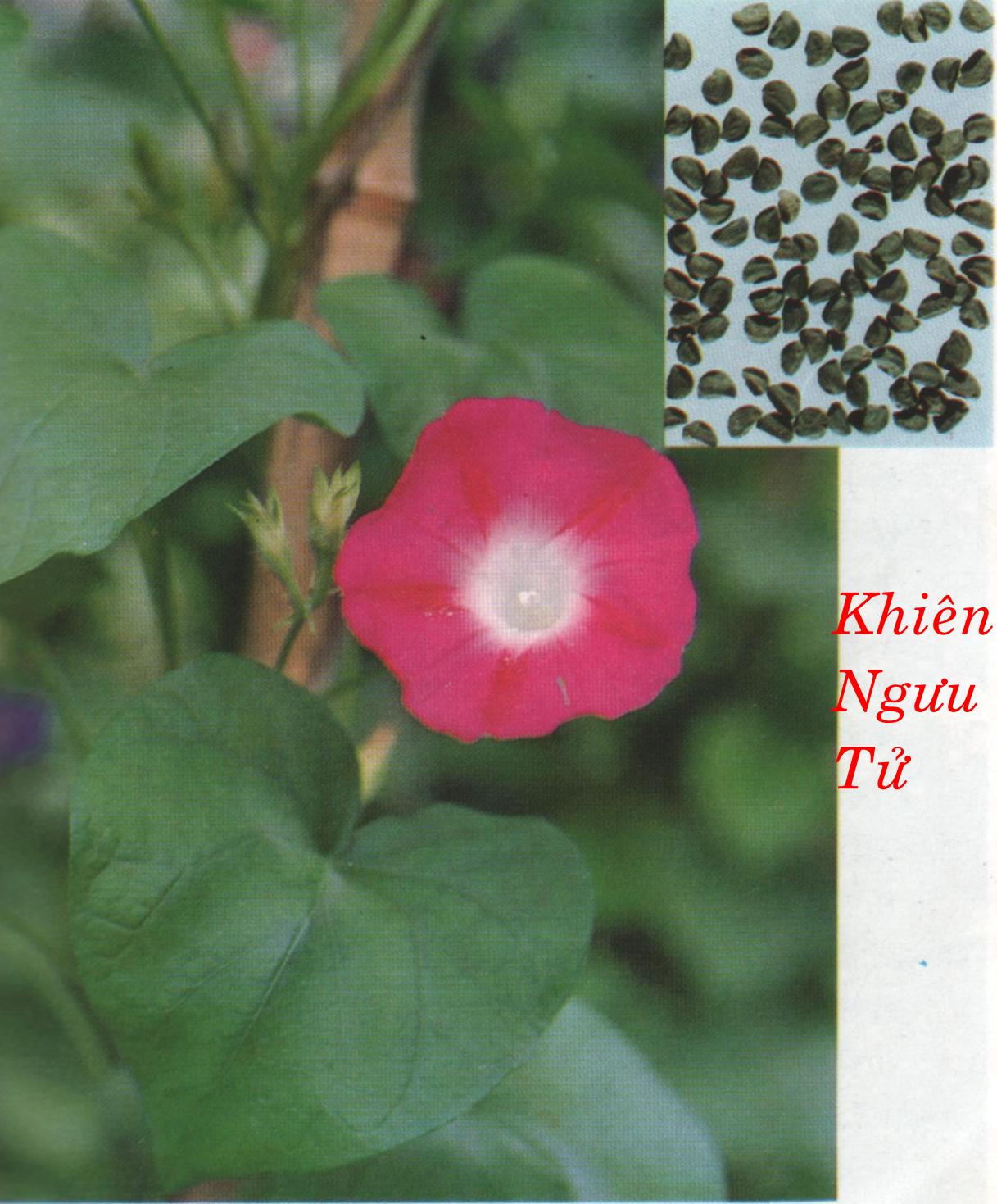 KHIÊN NGƯU   牽 牛