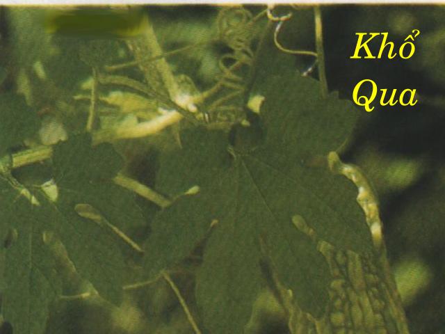 KHỔ QUA   苦 瓜