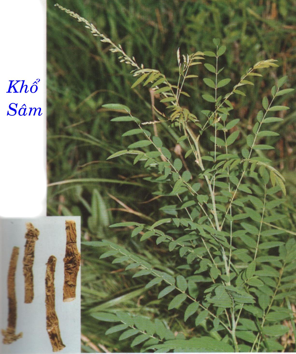 KHỔ SÂM   苦 參