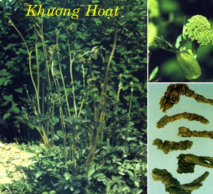 KHƯƠNG HOẠT  姜 活