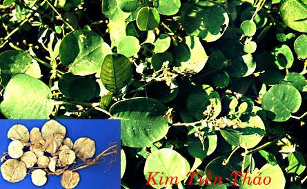 KIM TIỀN THẢO   金 錢 草