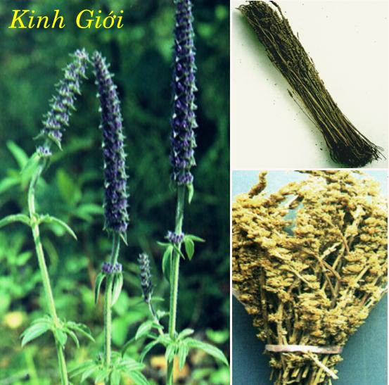 KINH GIỚI   荊 芥