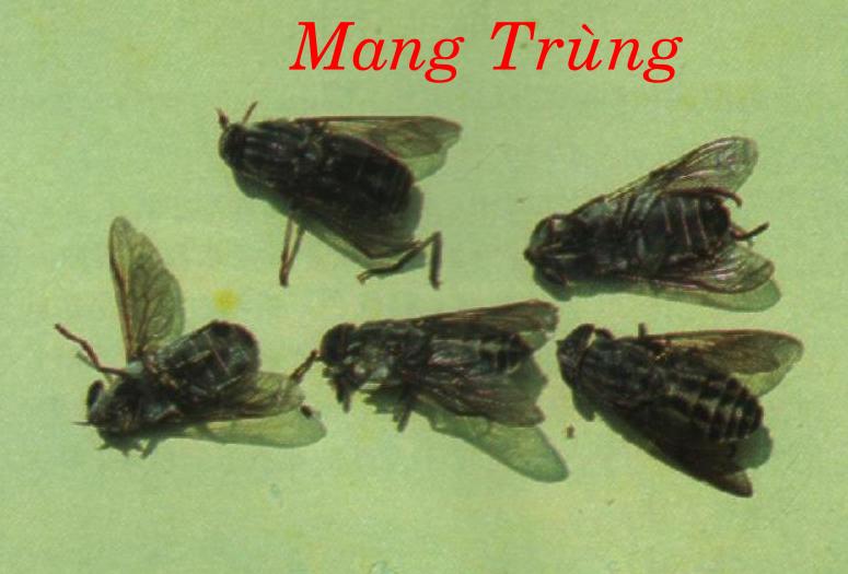 MANG TRÙNG    虻 蟲