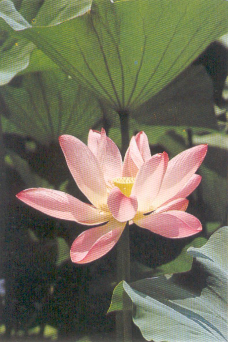 NGẪU TIẾT    藕 節