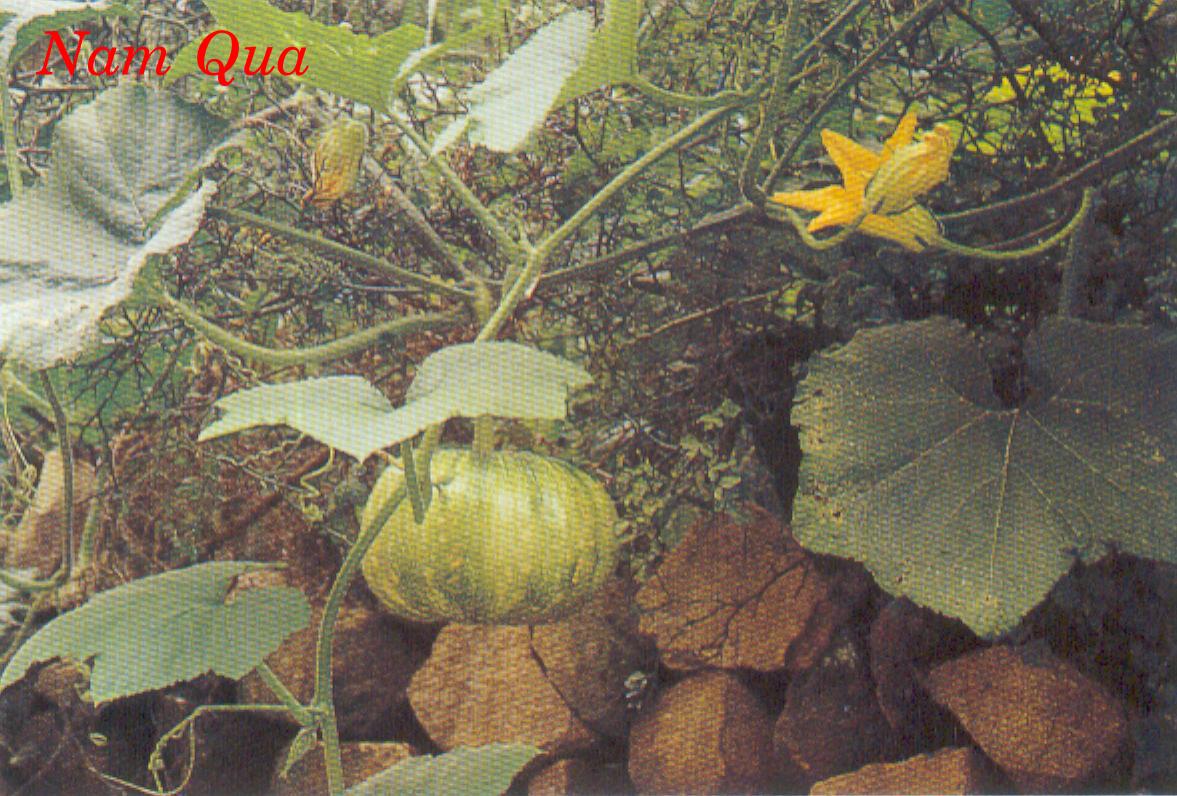 NAM QUA TỬ