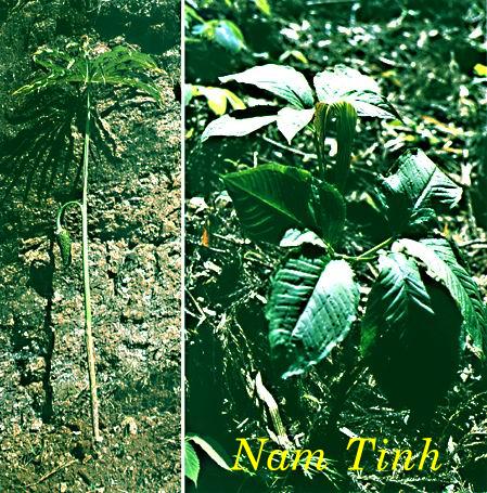 NAM TINH   南 星