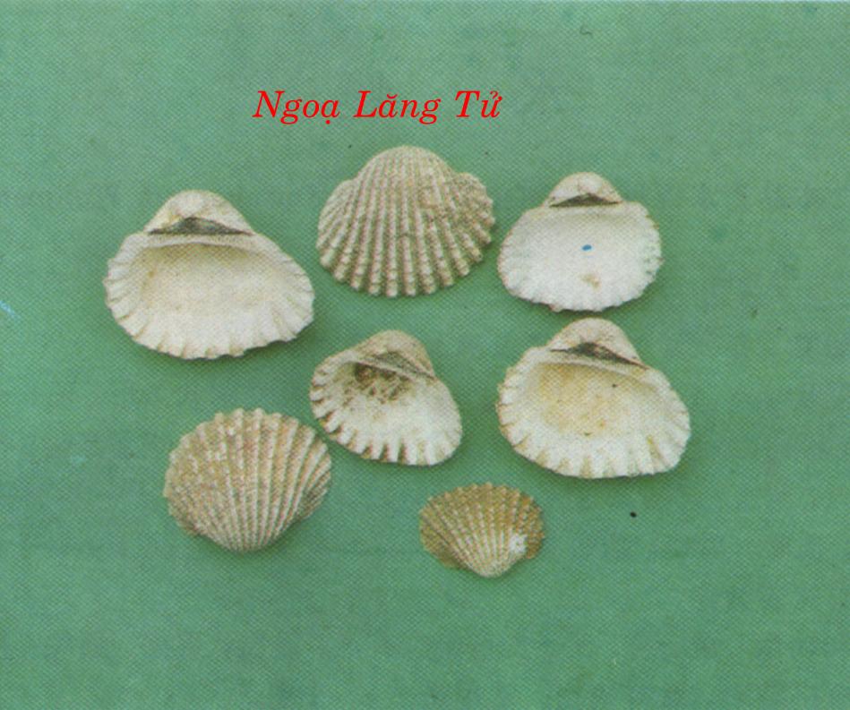 NGÕA LĂNG TỬ   瓦 楞 子