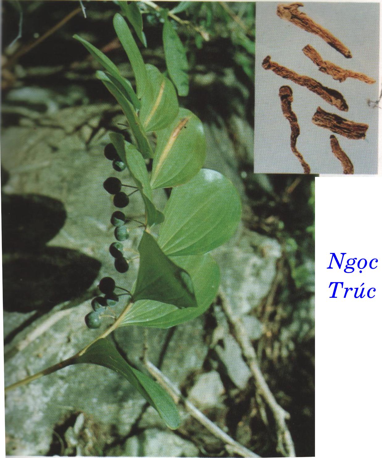 NGỌC TRÚC    玉 竹