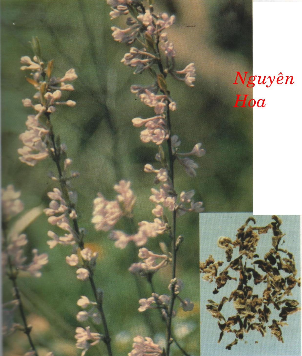 NGUYÊN HOA    芫 花