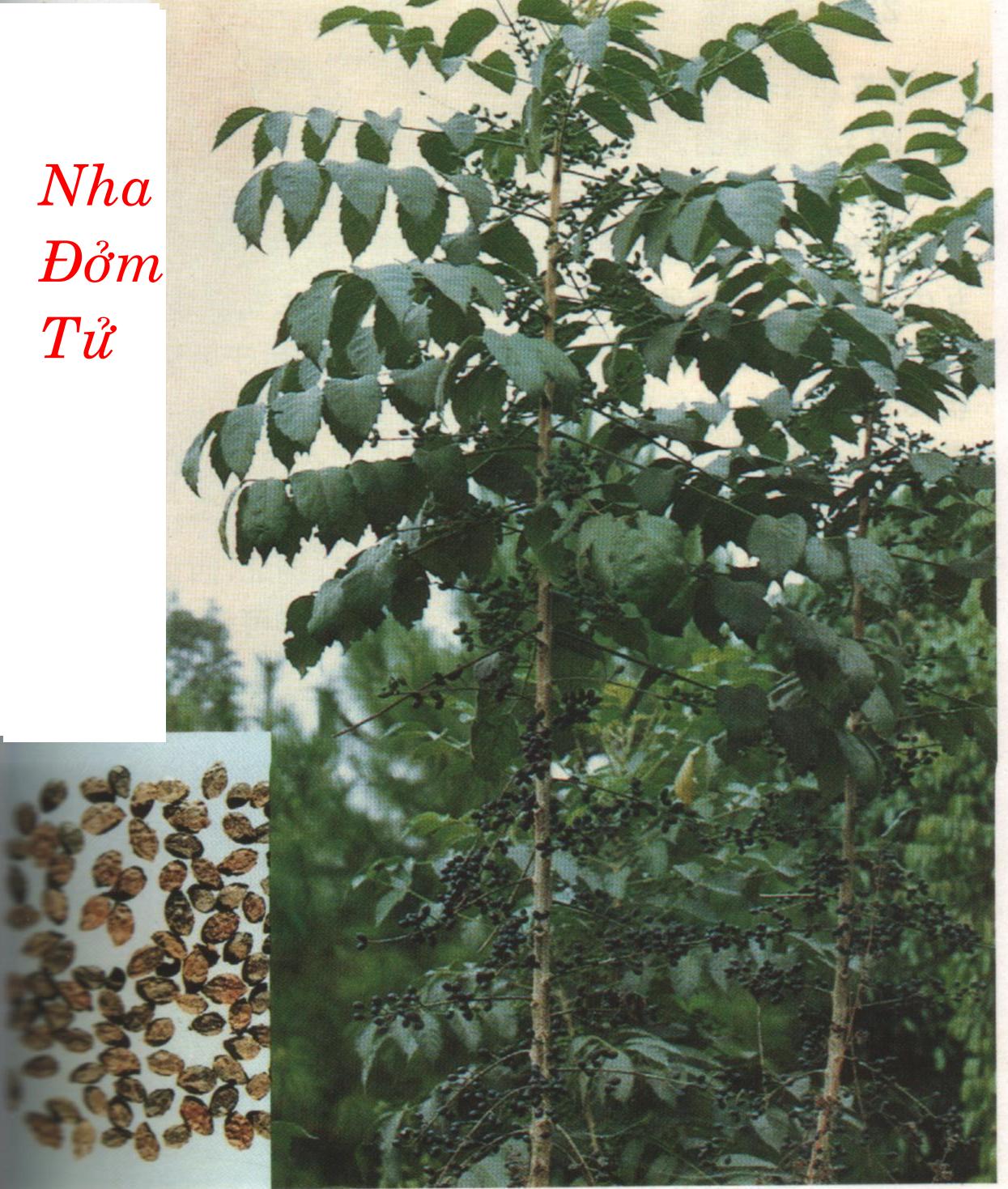 NHA ĐỞM TỬ    鴉  膽 子