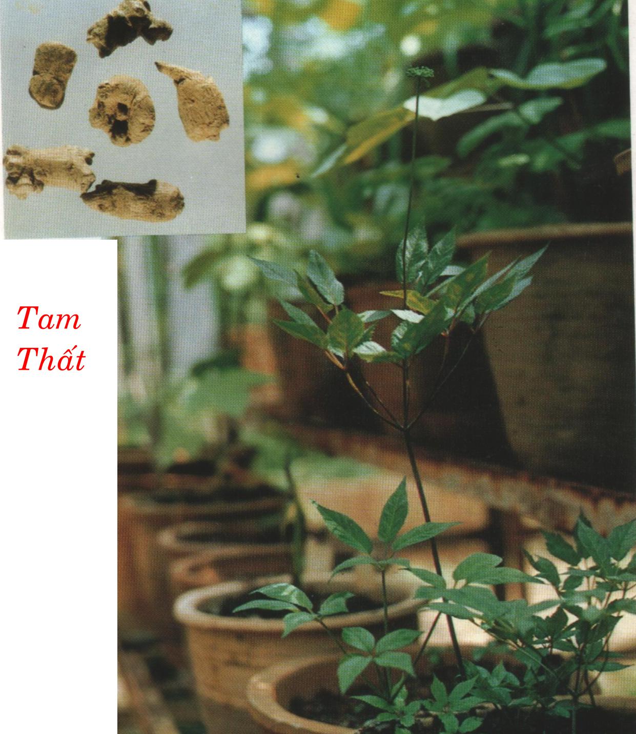 TAM THẤT   三 七