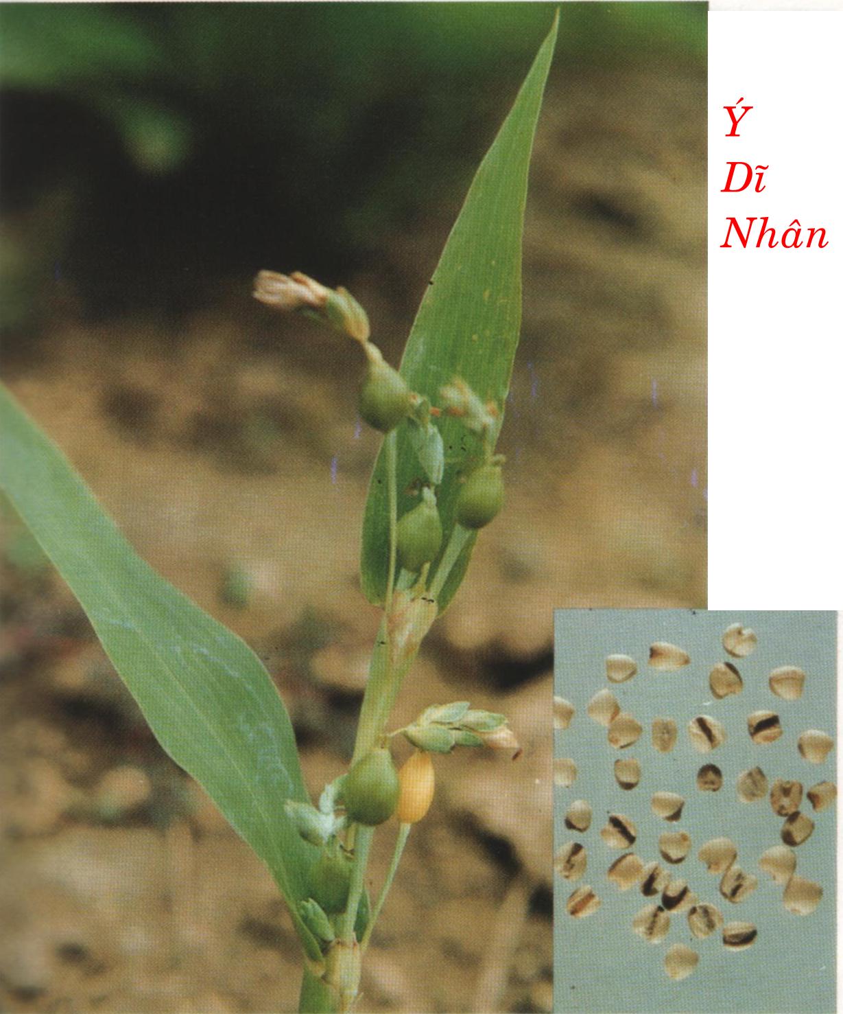 Ý DĨ NHÂN    意 苡 仁