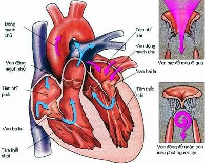 NGUYÊN TẮC CHẨN TRỊ BỆNH HỆ TIM MẠCH