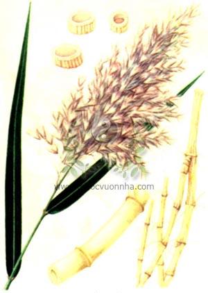 Cây sậy