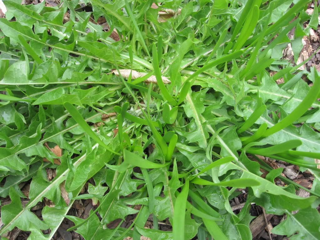 Cây bồ công anh