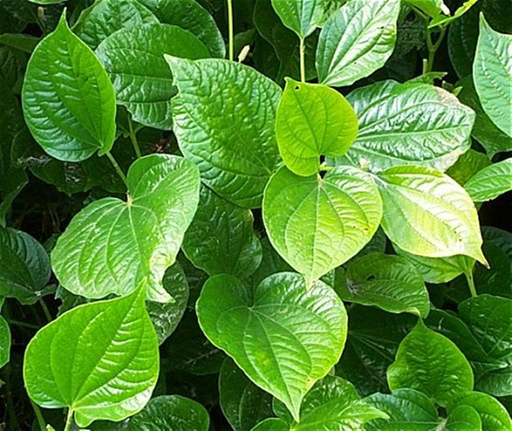 LÁ LỐT CHỮA ĐAU NHỨC XƯƠNG KHỚP