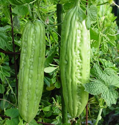 Mướp đắng