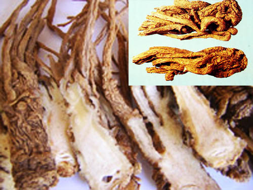 Thục địa và đương quy