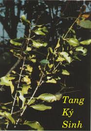 VỊ THUỐC QUÝ HIẾM TANG KÝ SINH