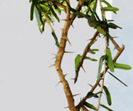 XÁO TAM PHÂN