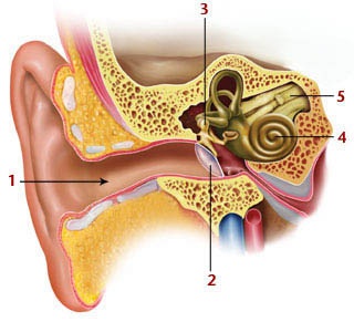 NHĨ ĐỈNH