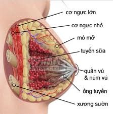 BỆNH TUYẾN VÚ
