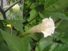 Cà độc dược