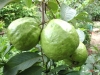 Cây ổi