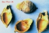 Đại phúc bì cùng Binh lăng