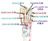 GIẢI PHẪU HỌC VÀ HUYỆT VÙNG BÀN CHÂN