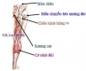 GIẢI PHẪU HỌC VÀ HUYỆT VÙNG MẶT SAU ĐÙI - CẲNG CHÂN