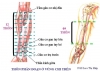 GIẢI PHẪU HỌC VÀ HUYỆT VÙNG CHI TRÊN