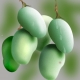 Xoài xanh