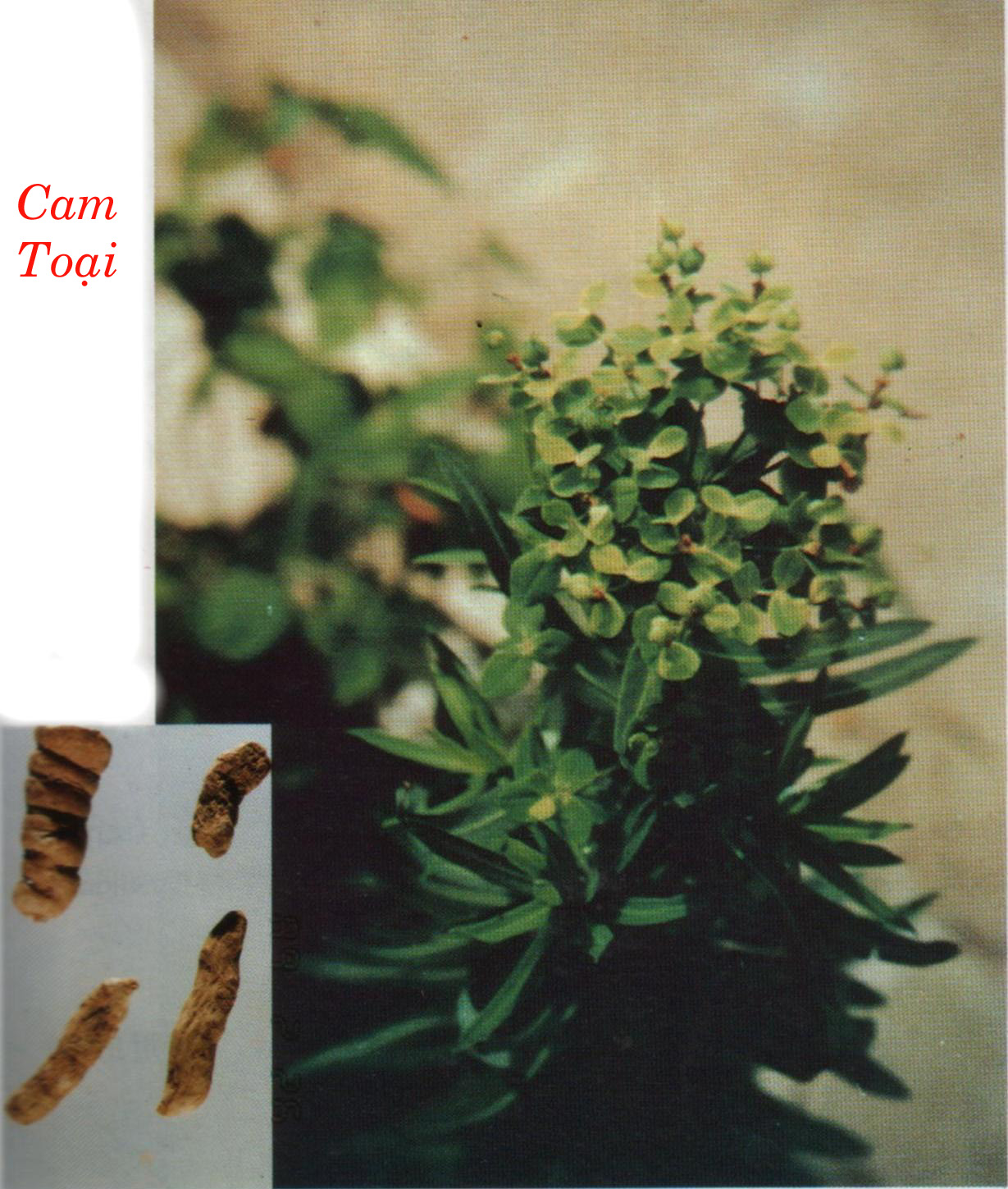 CAM TOẠI    甘 遂