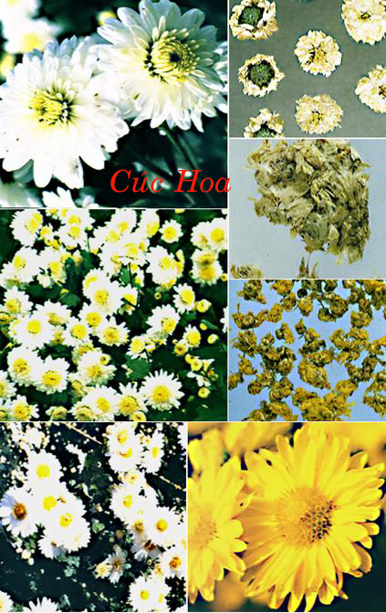 CAM CÚC HOA   甘  菊 花