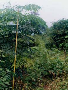 CÁCH MỘC   格 木