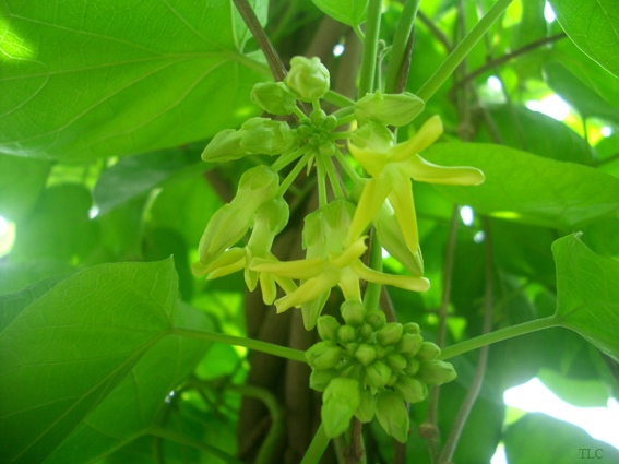 DẠ LAI HƯƠNG   夜 萊 香