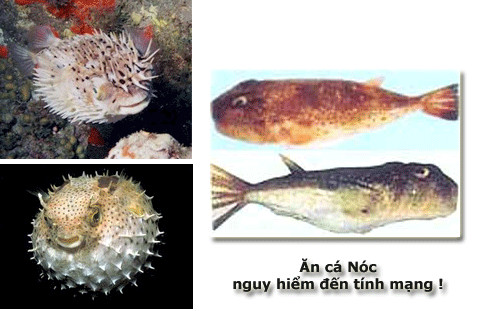 HÀ ĐỒN  河 豚