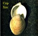 HẢI CÁP XÁC   海 蛤 殼