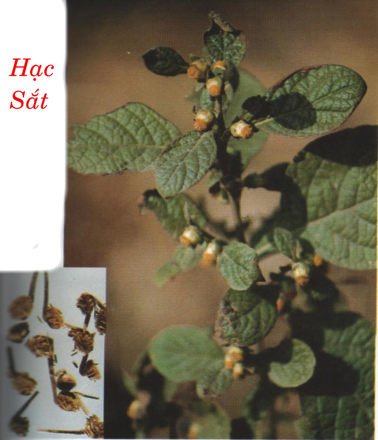HẠC SẮT   鶴 蝨