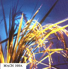 MẠCH NHA    麥 芽